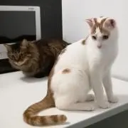 レオ