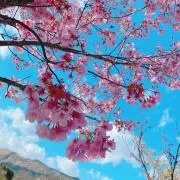 きりんの画像