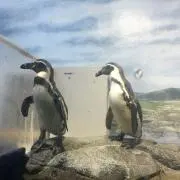 メグの画像
