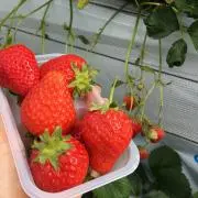 Aakの画像