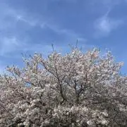 Ruru