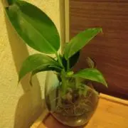ベアーズ♪の画像