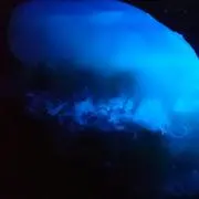 かんづめの画像