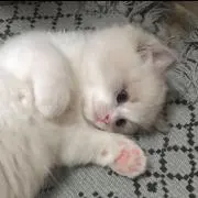 りんごの画像