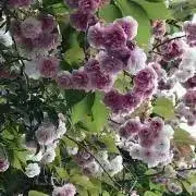 見ゆ（まみゆ）の画像