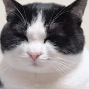 まりもの画像