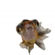 実