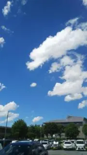 コキアの画像