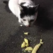 メリカの画像