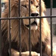 YNの画像