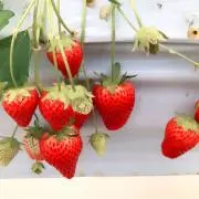 JUMPの画像