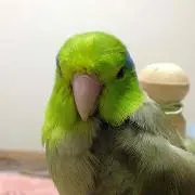 Haru
