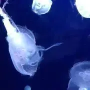 ポポの画像