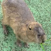 りんごちゃんの画像