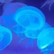 noka   ＊プロフ必読＊同梱可能＊の画像