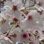 sakura