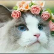 K♥Tの画像