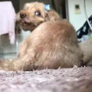 ゆりの画像