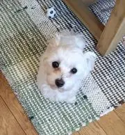 tokky