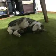 けんの画像