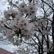 ゆーこの画像