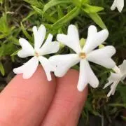 kanaの画像