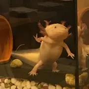はなちゃん