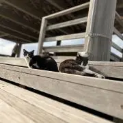 かーやむの画像