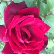 redrose