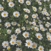 _ruru_の画像