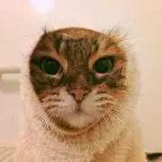 ねこにゃんにゃん