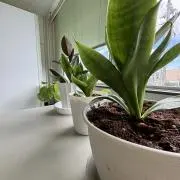 cojicojiの画像