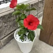 S  ※プロフ必須の画像