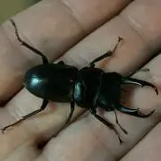 アリア