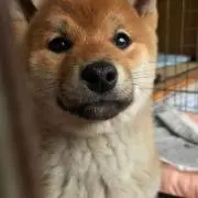 いぬの画像