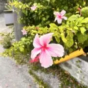 ピヨヒコの画像