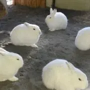 エゾユキウサギの画像