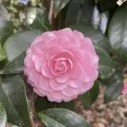 あ