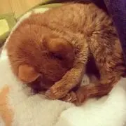 さにー