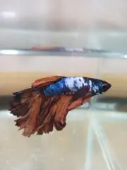 サラサの画像