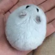 もち丸の画像