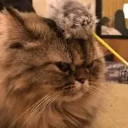 りっきぃ