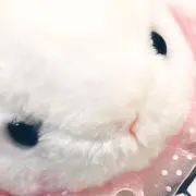 ころねの画像