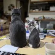 風が吹く(プロフ読んでください)の画像
