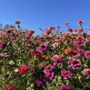 かれんの画像