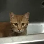 チャ
