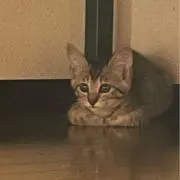 きらの画像