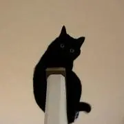 KURONEKOの画像