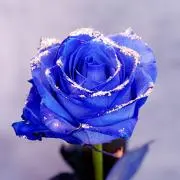 きりりん❁.*・゜