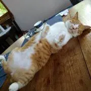 ようこ